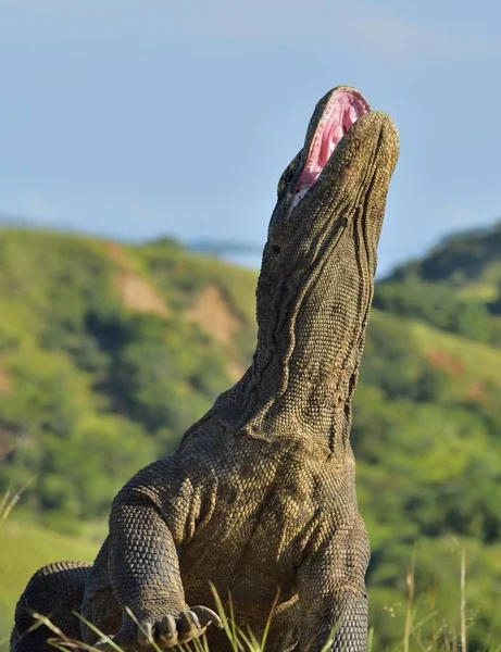 O dragão de Komodo com a boca aberta — Fotografia de Stock