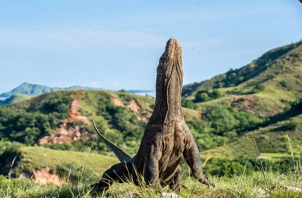 Komodo dragon stands on hind legs