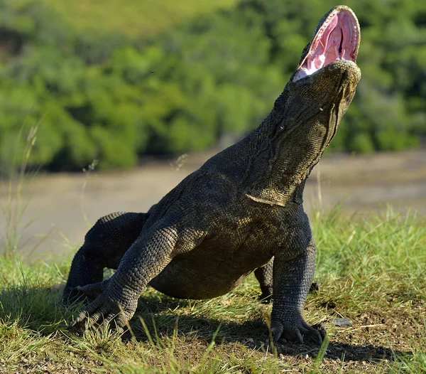 O dragão de Komodo com a boca aberta — Fotografia de Stock