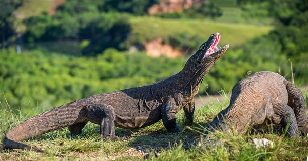 O dragão de Komodo com a boca aberta — Fotografia de Stock