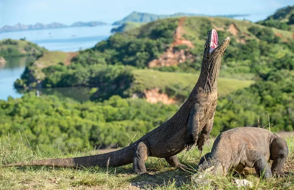 Komodo dragon arka ayakları üzerinde duruyor 