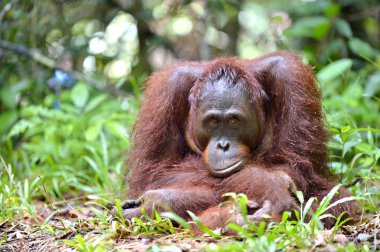 Borneo Orangutan doğal ortamlarında