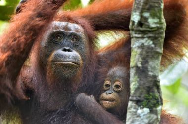 Orangutan anne ve yavrusu 
