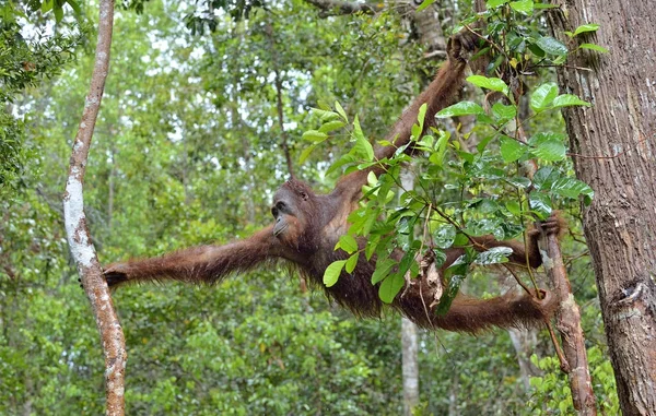 Bornean Orangutan on tree — Stock Photo, Image