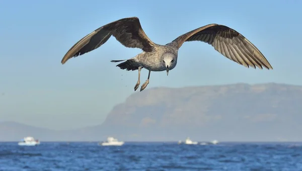 Flying Juvenile Kelp gull — Stock Photo, Image