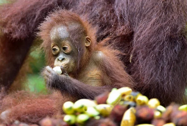 Orangutan anne ve yavrusu — Stok fotoğraf