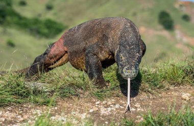 O çatal dilini sniff hava ile Komodo dragon