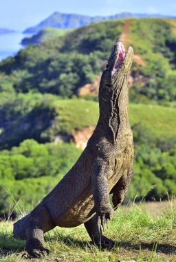 Komodo dragon arka ayakları üzerinde duruyor 
