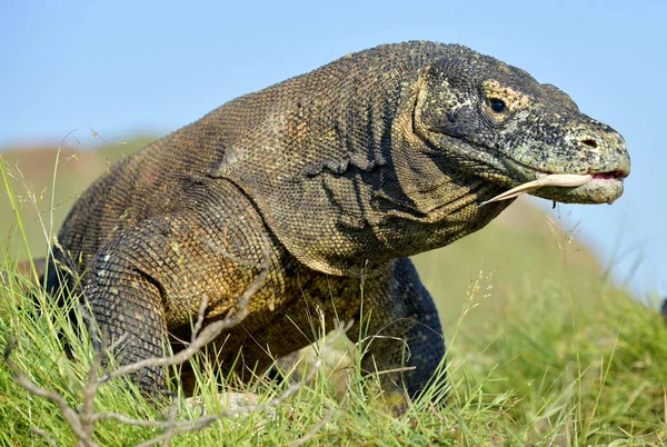 Komodo dragon villás nyelvét szippantás levegővel — Stock Fotó