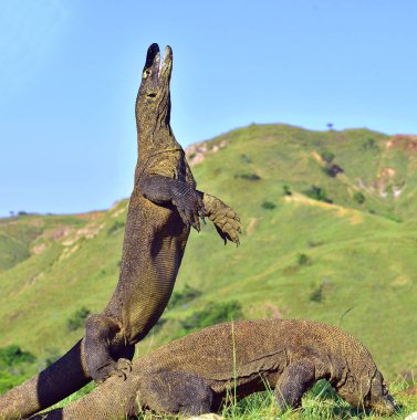 Komodo dragon baş kaldırdı