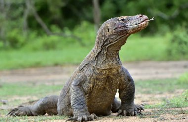 O çatal dilini sniff hava ile Komodo dragon