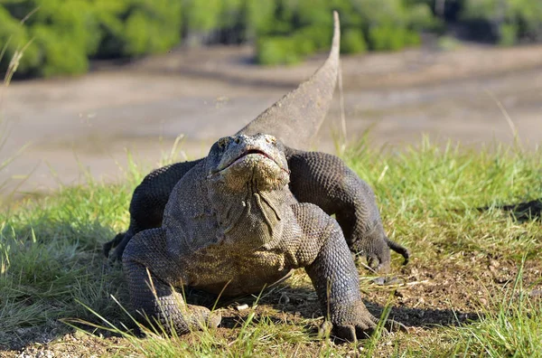 Komodo dragon doğal ortamlarında — Stok fotoğraf