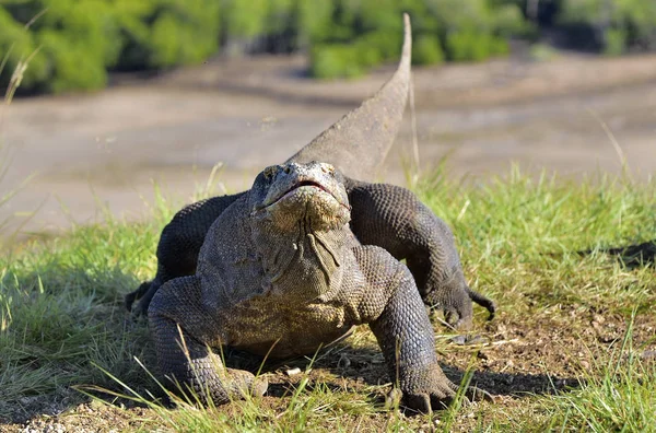 Komodo δράκος στο φυσικό περιβάλλον — Φωτογραφία Αρχείου