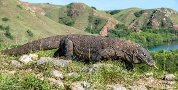 Komodo naga dengan lidah bercabang mengendus udara — Stok Foto