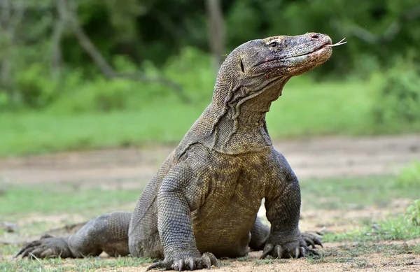 Dragão de komodo com língua bifurcada cheirar ar — Fotografia de Stock