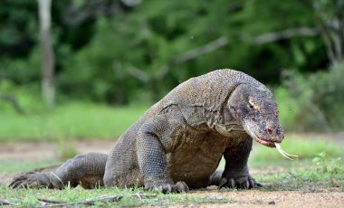 O çatal dilini sniff hava ile Komodo dragon