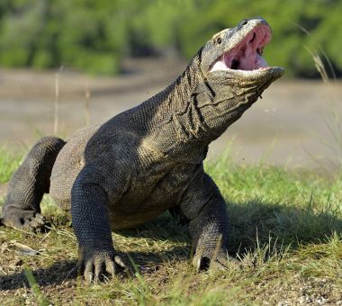 Komodo dragon baş kaldırdı ve ağzını açtı