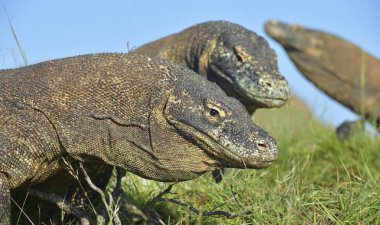 Komodo ejderleri portresi