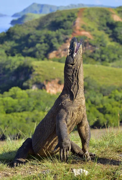 Komodo dragon arka ayakları üzerinde duruyor — Stok fotoğraf