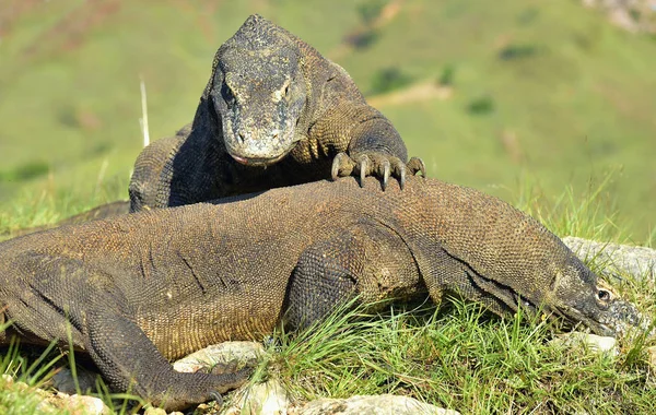 Komodo ejderleri doğal ortamlarında — Stok fotoğraf