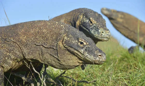 Komodo ejderleri portresi