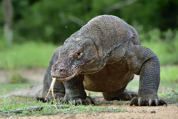 Dragão de komodo com língua bifurcada cheirar ar — Fotografia de Stock