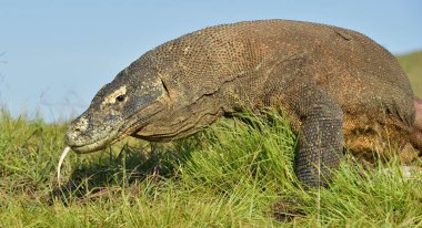 O çatal dilini sniff hava ile Komodo dragon