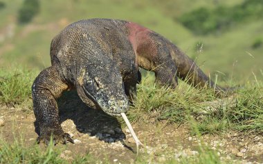 O çatal dilini sniff hava ile Komodo dragon