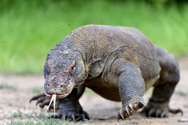 Dragão de komodo com língua bifurcada cheirar ar — Fotografia de Stock