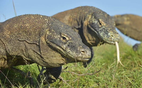 Komodo naga di habitat alami — Stok Foto