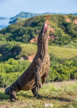 Komodo dragon arka ayakları üzerinde duruyor 