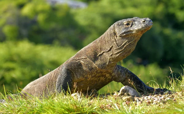 Portret van de komodovaraan — Stockfoto