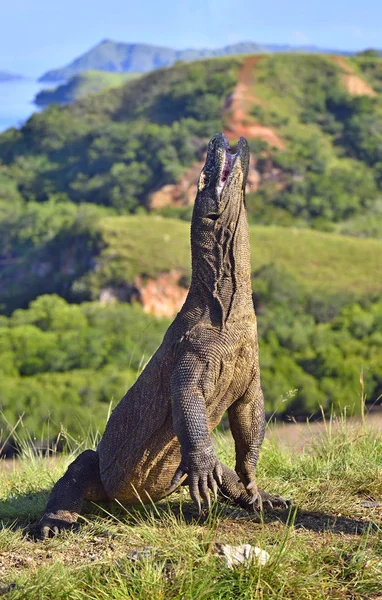 Komodo dragon stands on hind legs — Stock Photo, Image