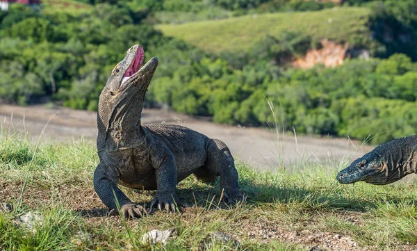 Komodo dragon baş kaldırdı ve ağzını açtı