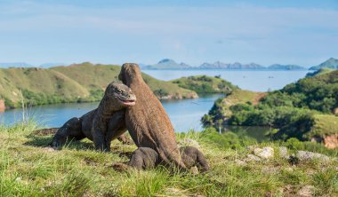 Komodo Ejderhaları mücadele 