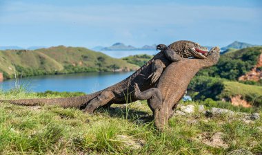 Mücadele, Komodo ejderleri 