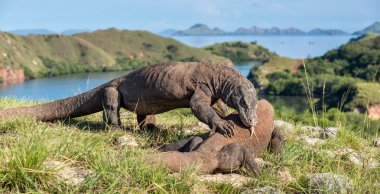 Fighting of Komodo dragons  clipart