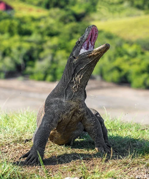 Komodo dragon baş kaldırdı ve ağzını açtı