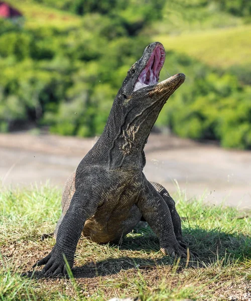 Комодский дракон поднял голову и открыл рот — стоковое фото