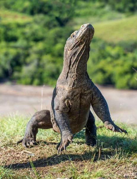 Der Komododrache steht auf seinen Hinterbeinen — Stockfoto