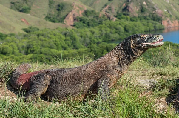 Komodo naga dengan mulut terbuka — Stok Foto