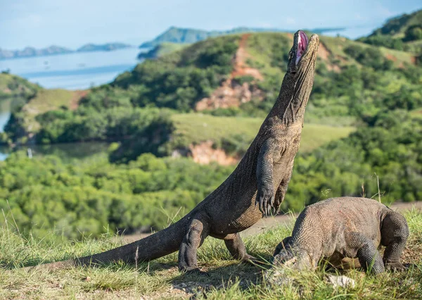 Dragones de Komodo parados en sus patas traseras — Foto de Stock