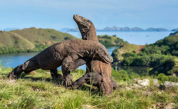 Bekämpning av komodovaraner — Stockfoto