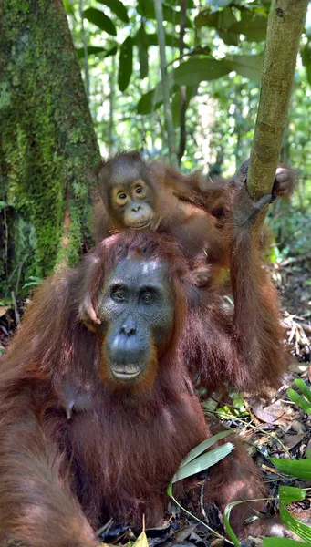 Mutter Orang-Utan und Jungtier — Stockfoto