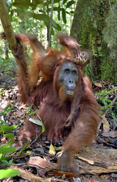 Mãe orangotango e filhote — Fotografia de Stock