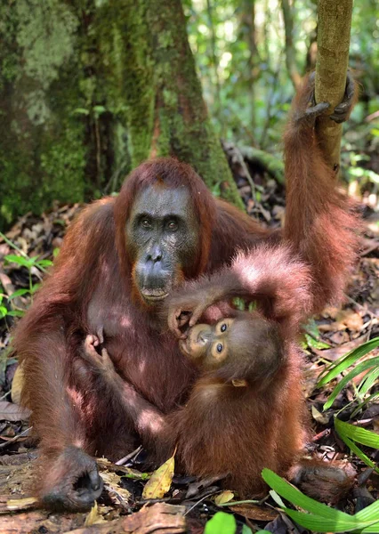 Mãe orangotango e filhote — Fotografia de Stock