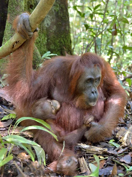 Matka orangutan i cub — Zdjęcie stockowe