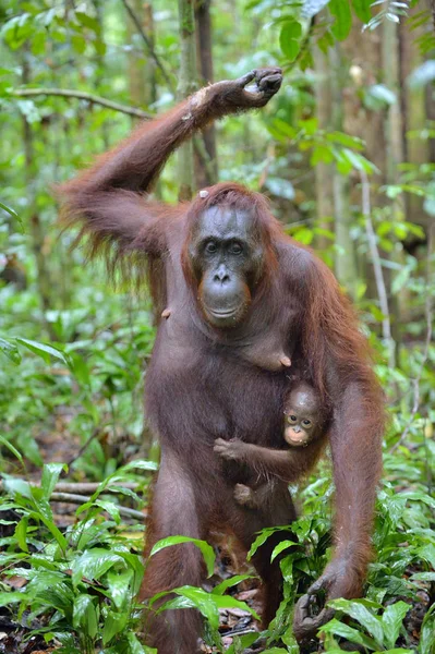 Anne orangutan ve yavrusu — Stok fotoğraf