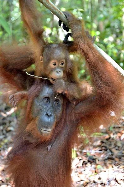 Anne orangutan ve yavrusu — Stok fotoğraf