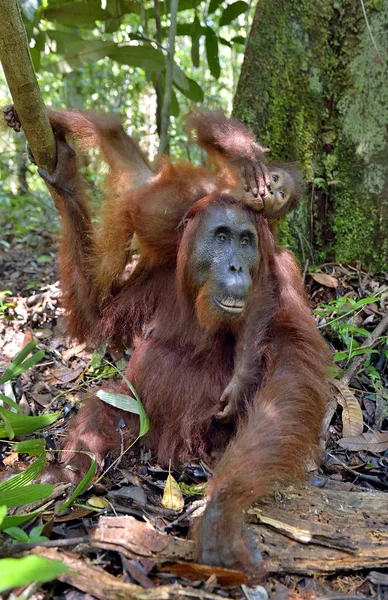 Matka orangutan i cub — Zdjęcie stockowe